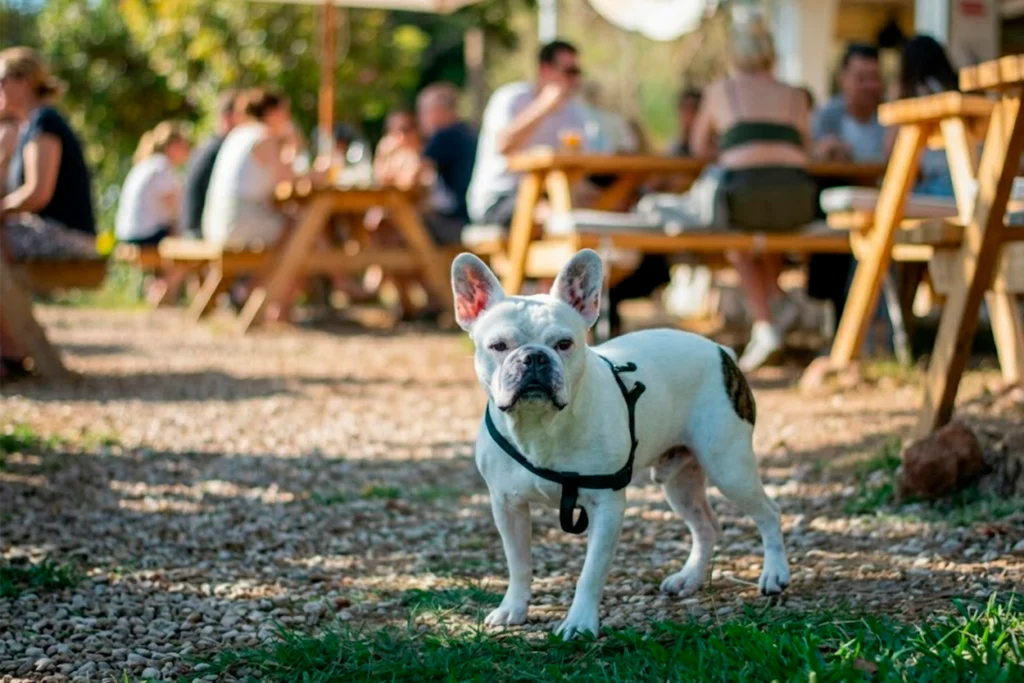 Restaurantes pet-friendly cerca de Bogotá Norte en Restaurante 3 Soles, Chía – fusión latinoamericana campestre